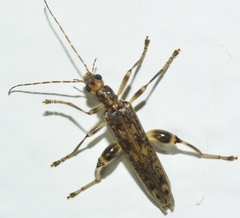 Oedemera marmorata