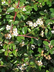 Cotoneaster × suecicus