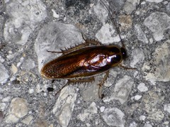 Ischnoptera bilunata