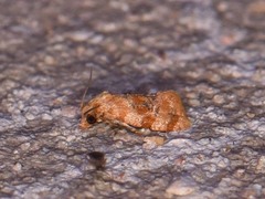 Cochylis bucera