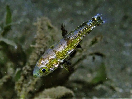 Wedgehead siphonfish (Siphamia cuneiceps) — Apogonidae — 2