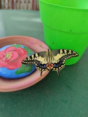 Papilio machaon