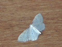 Idaea fuscovenosa