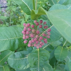 Asclepias syriaca