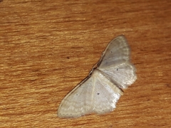 Idaea fuscovenosa