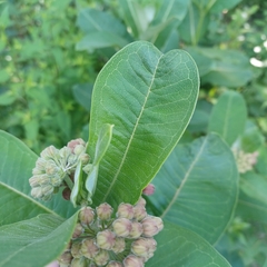 Asclepias syriaca