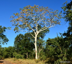 Sterculia quinqueloba