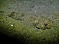 Platycephalus westraliae