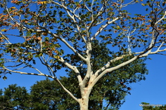 Sterculia quinqueloba