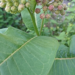 Asclepias syriaca