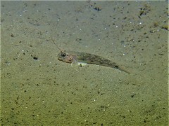Acentrogobius pflaumii