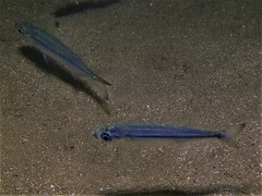 Atherinomorus vaigiensis