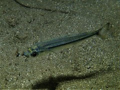 Atherinomorus vaigiensis