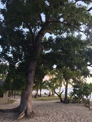 Calophyllum inophyllum