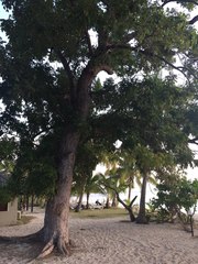 Calophyllum inophyllum