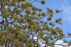 Sterculia quinqueloba