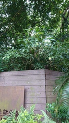 Melicope semecarpifolia