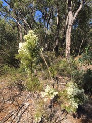 Hakea lissocarpha