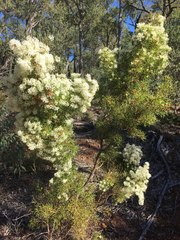 Hakea lissocarpha