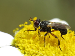 Thecophora fulvipes