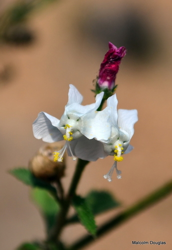 Tiny White Wild Hibiscus