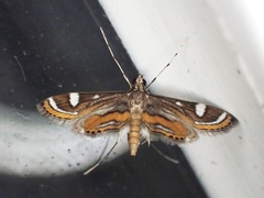 Strepsinoma croesusalis