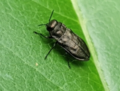 Anthaxia quadripunctata