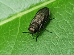 Anthaxia quadripunctata