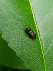 Anthaxia quadripunctata