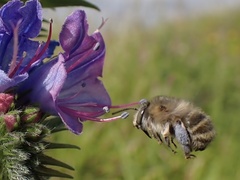 Anthophora quadrimaculata