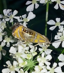 Olethreutes arcuella