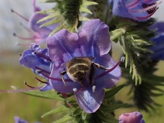 Anthophora quadrimaculata