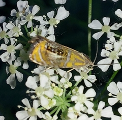 Olethreutes arcuella