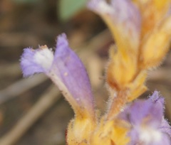 Phelipanche ramosa