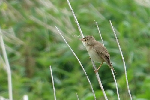 Marsh Warbler, Nijmegen-Oost, Nijmegen, Nederland, photo 10 of 10