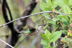 Selasphorus calliope