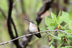 Selasphorus calliope