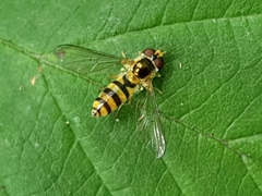 Meliscaeva cinctella