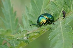 Chrysolina graminis
