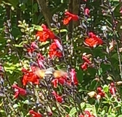 Macroglossum stellatarum