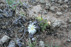 Faucaria