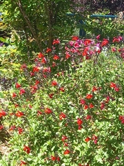 Macroglossum stellatarum
