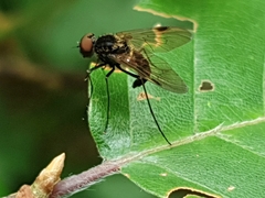 Chrysopilus cristatus