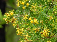 Hypericum galioides