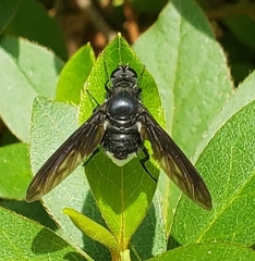 Anthrax aterrimus