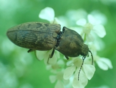 Prosternon tessellatum