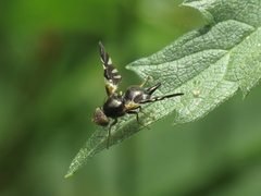 Aciura coryli