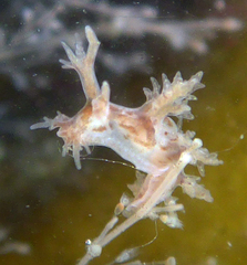 Dendronotus
