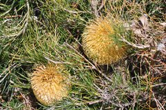 Banksia telmatiaea
