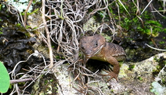 Xenosaurus platyceps